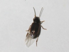Stenolophus mixtus