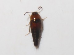 Tachyporus dispar