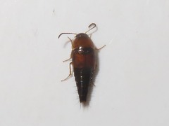 Tachyporus dispar