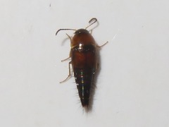 Tachyporus dispar