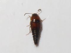 Tachyporus dispar