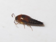 Tachyporus dispar