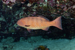 Plectropomus pessuliferus