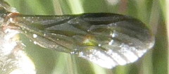 Trachusa