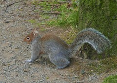Sciurus carolinensis