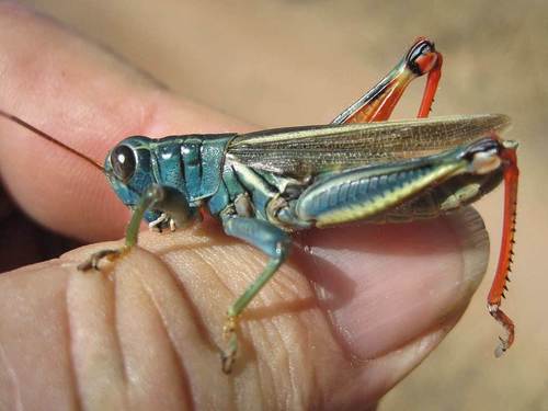 Thomas's Two-striped Grasshopper