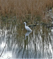 Egretta garzetta