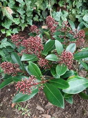 Skimmia