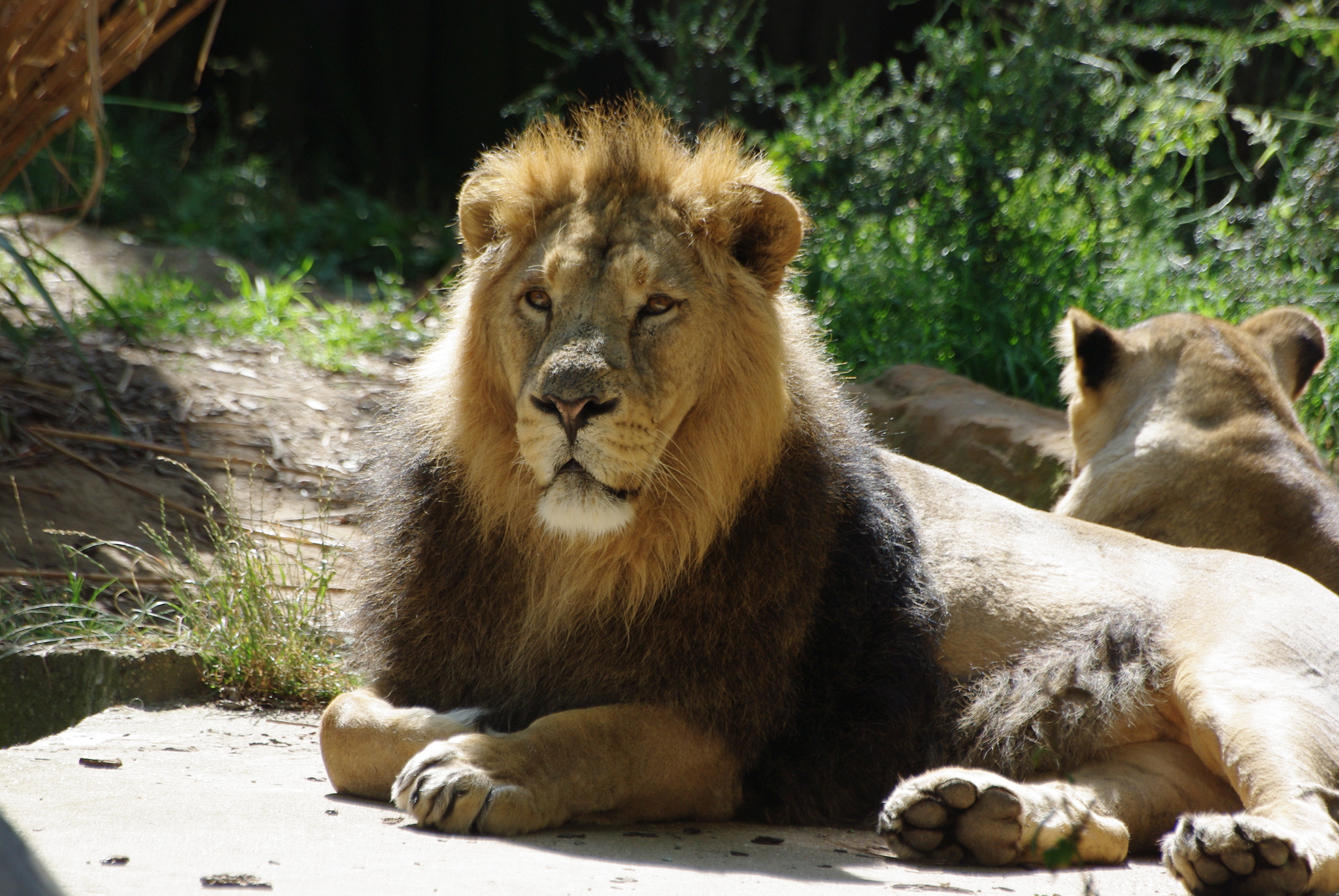lion subspecies list
