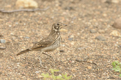 Pinarocorys nigricans