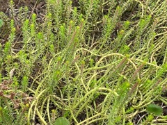 Myriophyllum simulans