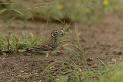 Pinarocorys nigricans
