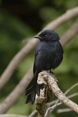 Dicrurus adsimilis fugax