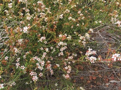 Baeckea brevifolia