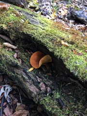 Tubariaceae