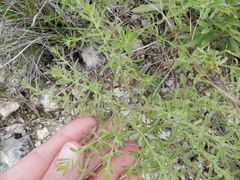 Hedeoma reverchonii