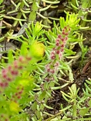 Myriophyllum simulans