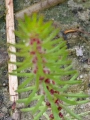 Myriophyllum simulans