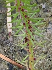 Myriophyllum simulans