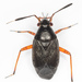 Black Plant Bug - Photo (c) Olli Pihlajamaa, some rights reserved (CC BY-NC), uploaded by Olli Pihlajamaa