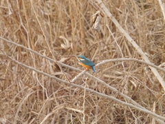 Alcedo atthis