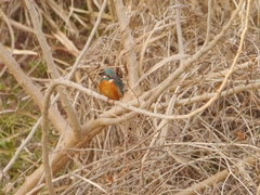Alcedo atthis