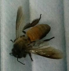 Apis dorsata