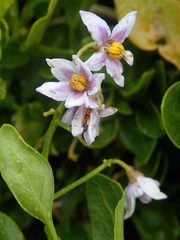 Solanum africanum