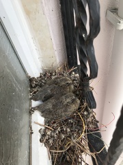 Streptopelia senegalensis