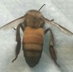 Apis dorsata