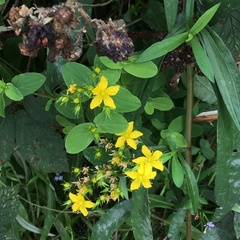 Hypericum tetrapterum