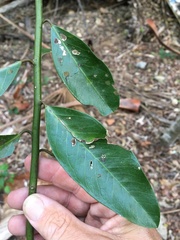Capparis loranthifolia