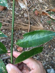 Capparis loranthifolia