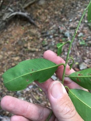 Capparis loranthifolia