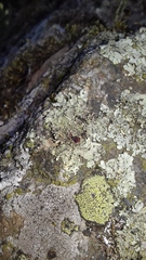 Xanthoparmelia stenophylla