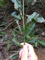 Capparis loranthifolia