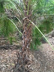 Livistona decora