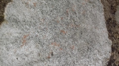 Circinaria caesiocinerea