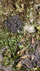 Lathagrium auriforme