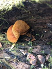 Tubariaceae