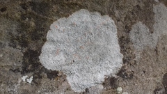 Circinaria caesiocinerea