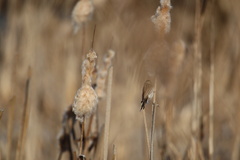Emberiza schoeniclus