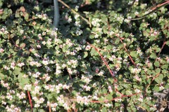 Euphorbia cordifolia