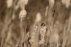 Emberiza schoeniclus