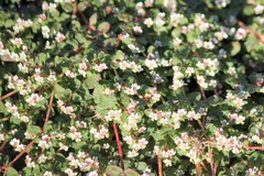 Euphorbia cordifolia