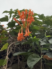 Pyrostegia