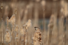 Emberiza schoeniclus