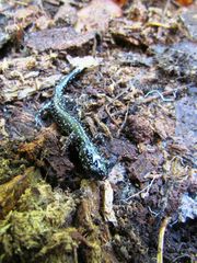 Plethodon sequoyah