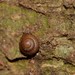 Tiny Climbing Glass-Snail - Photo (c) Nick Lambert, some rights reserved (CC BY-NC-SA), uploaded by Nick Lambert