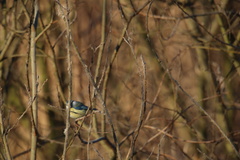 Cyanistes caeruleus